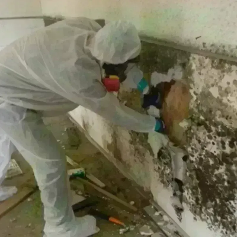 Mold Remediation and Removal in Darmstadt, IN